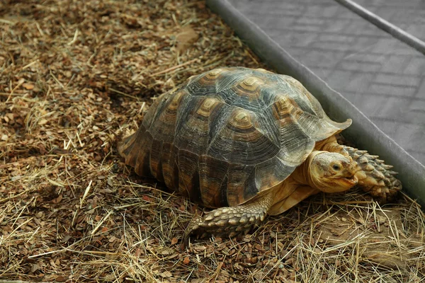 Little Turtle in zoo