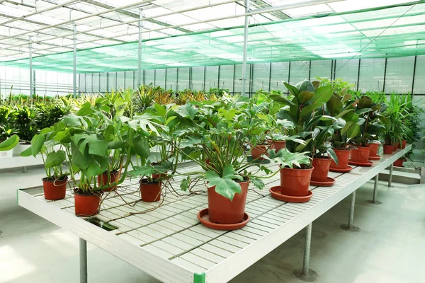 Greenhouse with flowers and plants