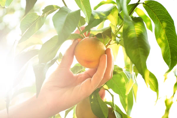 Hand picking peach from tree
