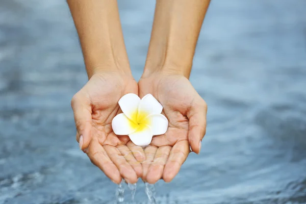 Female hands holding flower