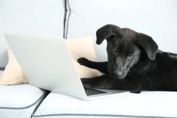 Black Labrador near notebook