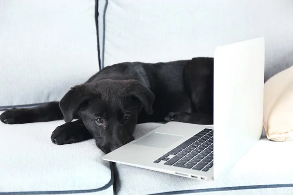 Black Labrador near notebook