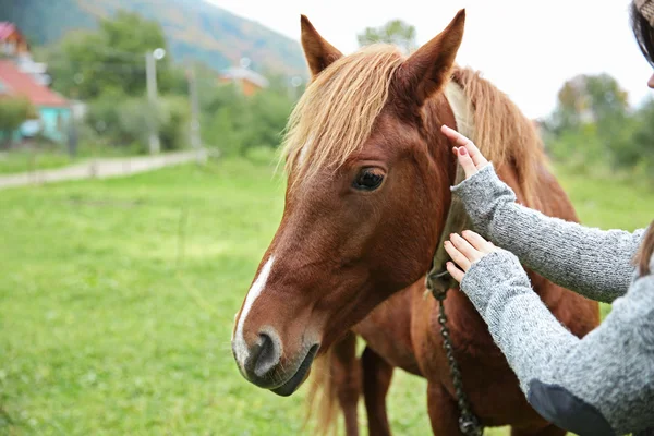 Girl feeding horse on meadow