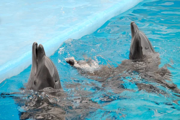 Cute dolphins in the dolphinarium