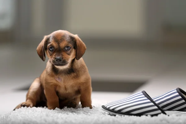 Puppy on carpet at home