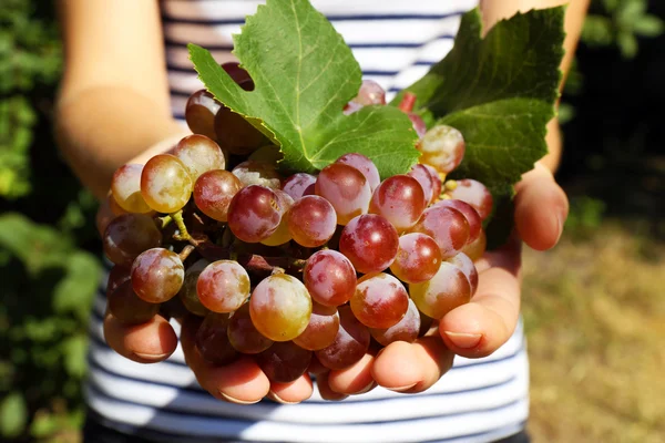 Juicy bunch of red grape in woman hands, close up