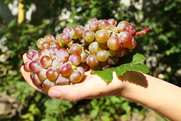 Juicy bunch of sweet grape in female's hand on green leaves background, close up