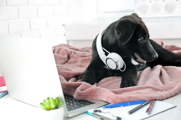 Labrador retriever puppy with headphones