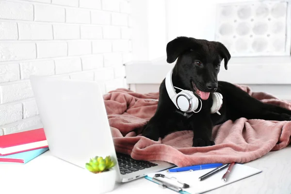 Labrador retriever puppy with headphones