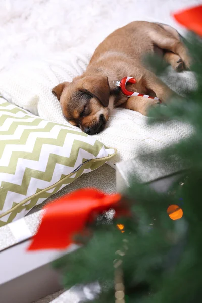 Cute puppy sleeping on pillow with Christmas decor