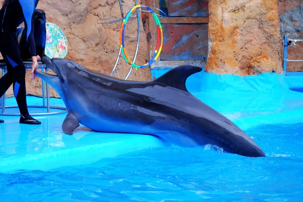 Cute dolphin in dolphinarium