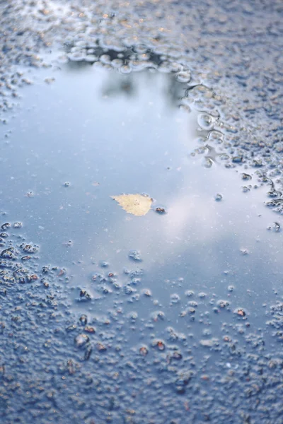 Maple leaf on wet ground