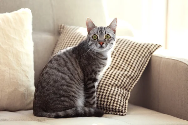 Beautiful cat on sofa close-up