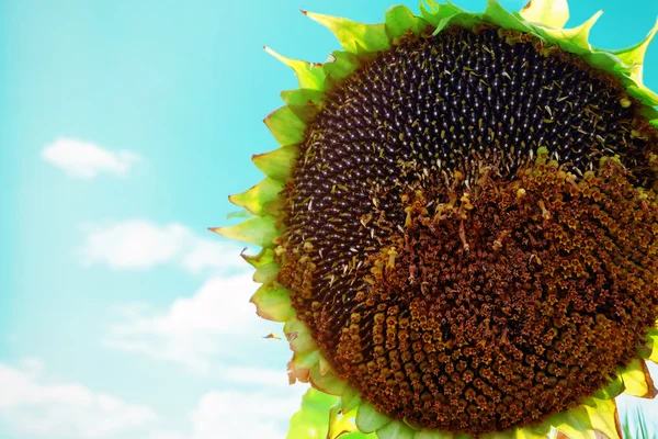 Beautiful mature sunflower