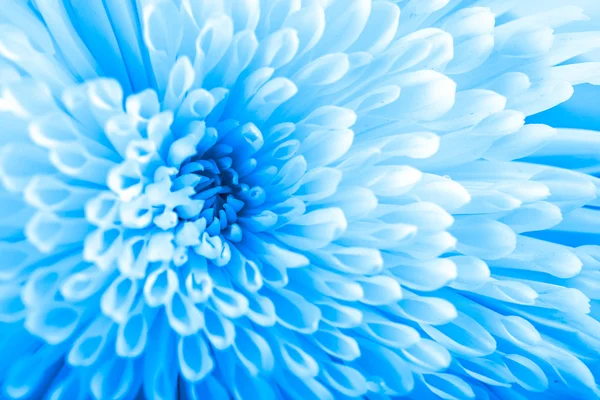 Beautiful blue chrysanthemum