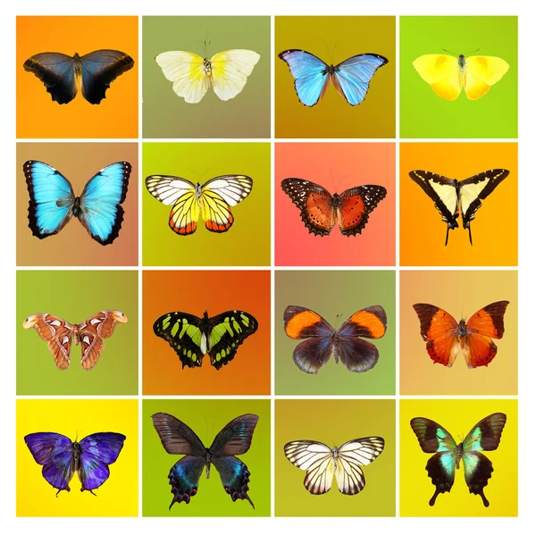 Butterflies collection on  background