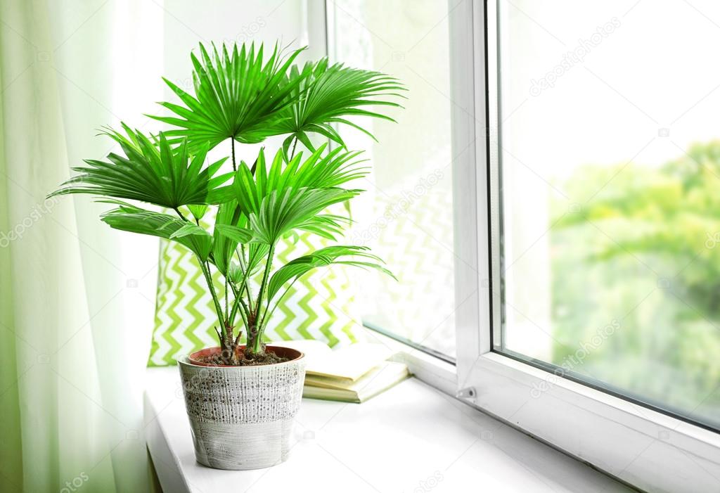 Palme (Livistona Rotundifolia) im Blumentopf auf der Fensterbank zu