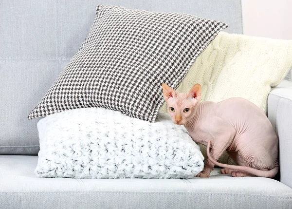 Cat sphynx playing with toy on couch