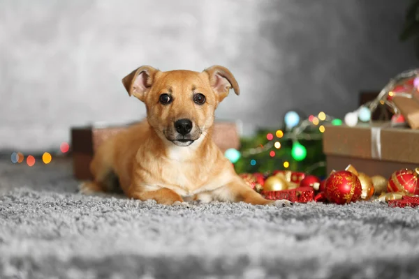 Small cute funny dog with Christmas gifts