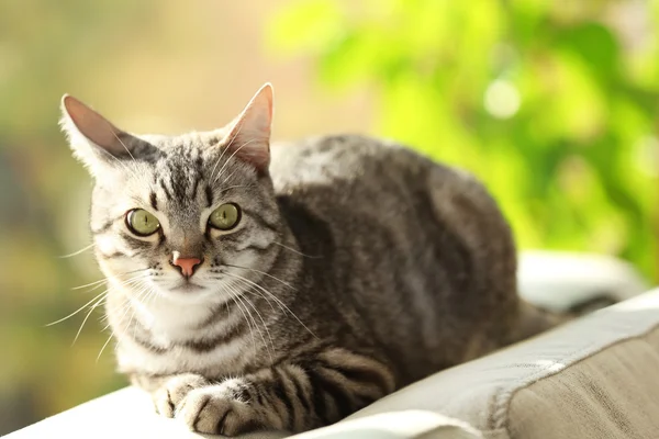 Beautiful cat on sofa close-up