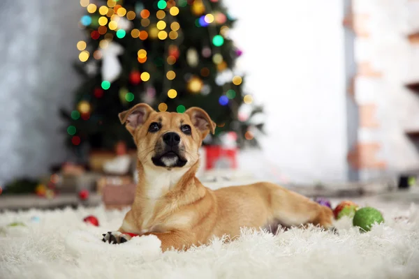 Small cute funny dog playing with Santa hat on Christmas tree background