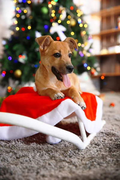 Small cute funny dog laying at white sleigh on Christmas tree background