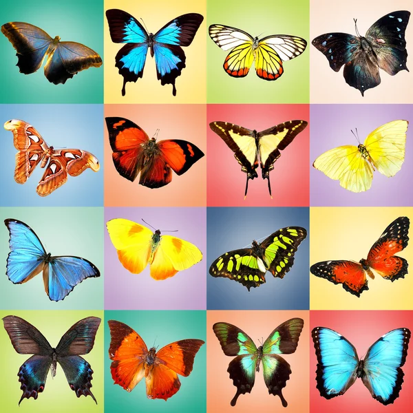 Colorful butterflies collection