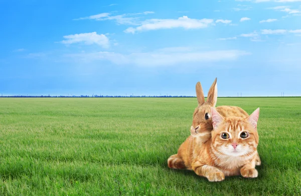 Cute cat and rabbit on grass