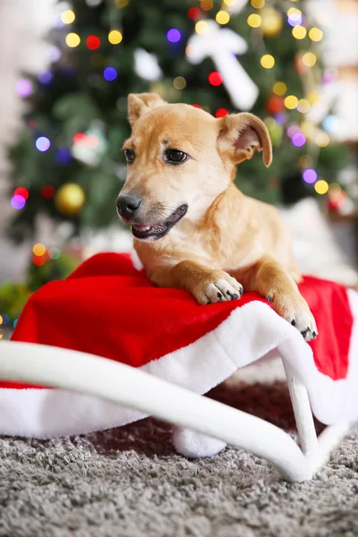 Small cute funny dog laying at white sleigh on Christmas tree background