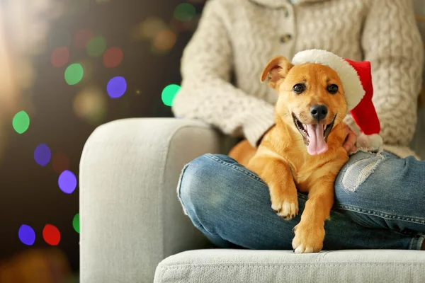 Female person holding small cute funny dog at chair on Christmas tree background