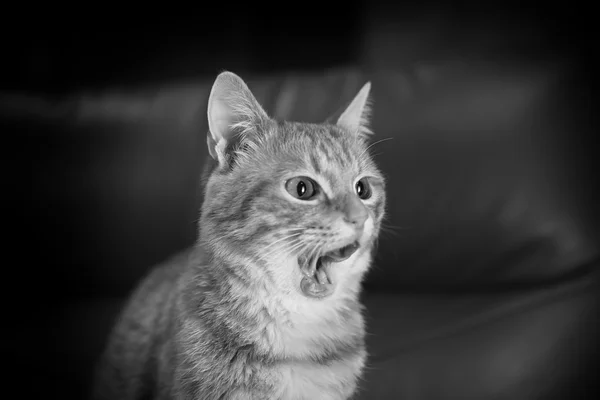 Black-and-white photo of red cat on leather chair, close up