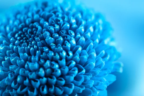 Beautiful blue chrysanthemum  flower, close-up