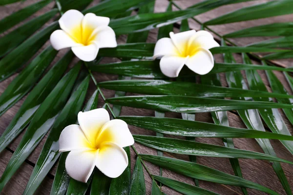 Beautiful composition of frangipani flower with palm leaves on wooden background, close up