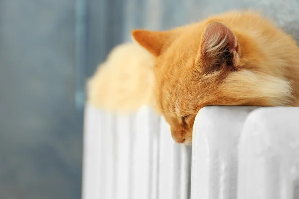 Fluffy red cat on warm radiator