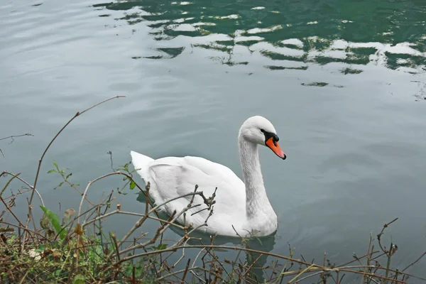 Swans on pond in park