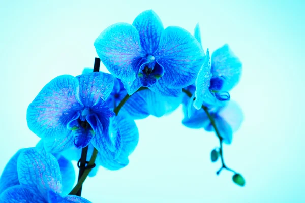 Beautiful blue orchid