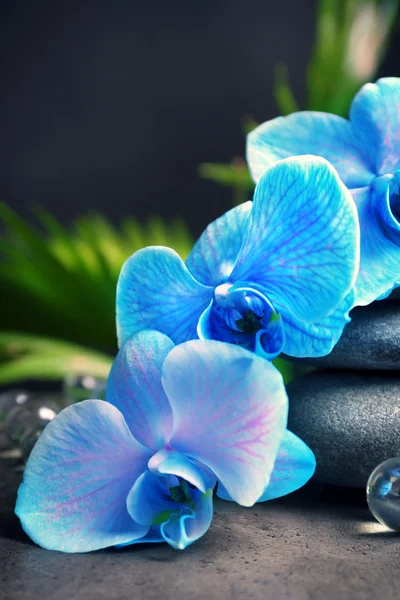 Beautiful spa composition with blue orchid and stones