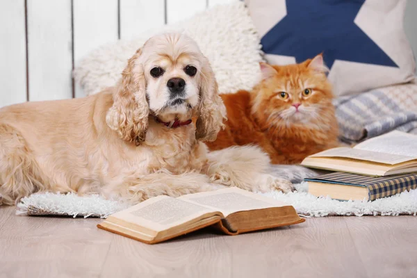 Cat and dog with books on sofa inside