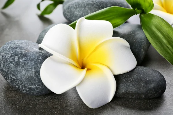 Hot spa stones with flowers and bamboo on grey background, close-up