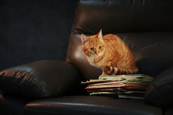 Red cat and pile of books