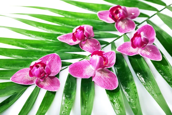 Orchid flowers and palm leaves, closeup