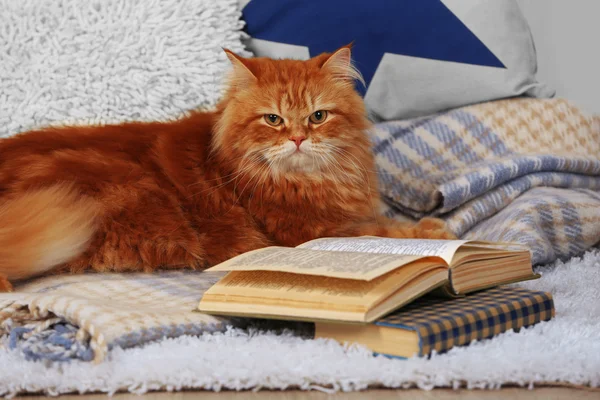 Red cat with book on sofa inside