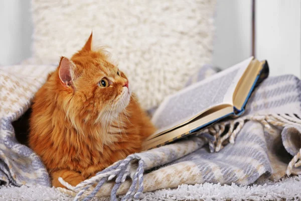Red cat with books on sofa inside