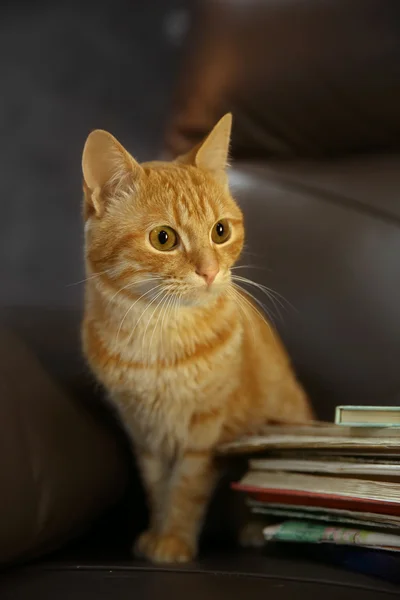 Red cat and pile of books on leather chair, close up