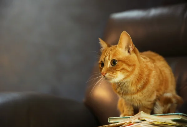 Red cat and pile of books on leather chair, close up