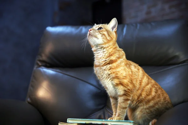 Red cat and pile of books on leather chair, close up