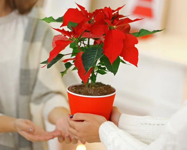 Female hands with Christmas flower poinsettia