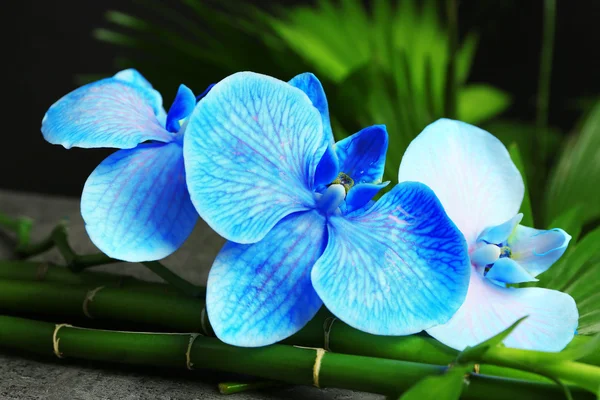 Beautiful spa composition with blue orchid, bamboo and stones