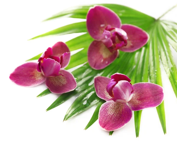 Orchid flowers and palm leaves