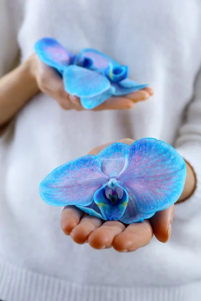 Blue orchid in woman hands